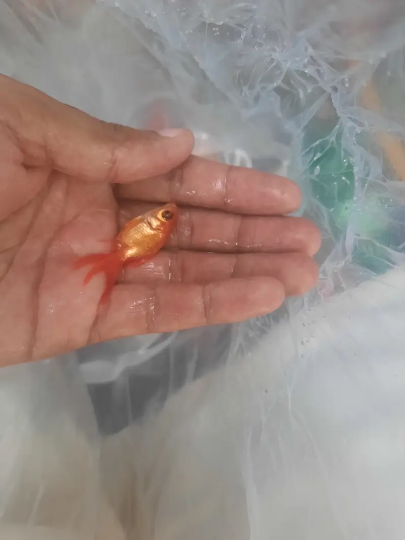 Fantail/ Double Tail Goldfish for sale — photo 2