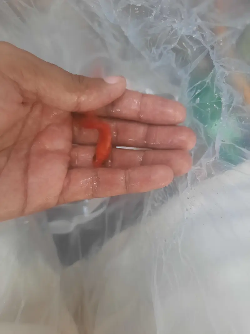 Fantail/ Double Tail Goldfish for sale — photo 3