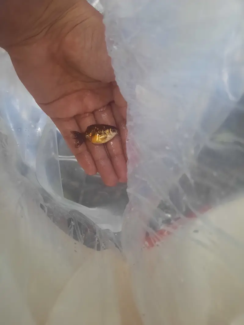 Fantail/ Double Tail Goldfish for sale — photo 4