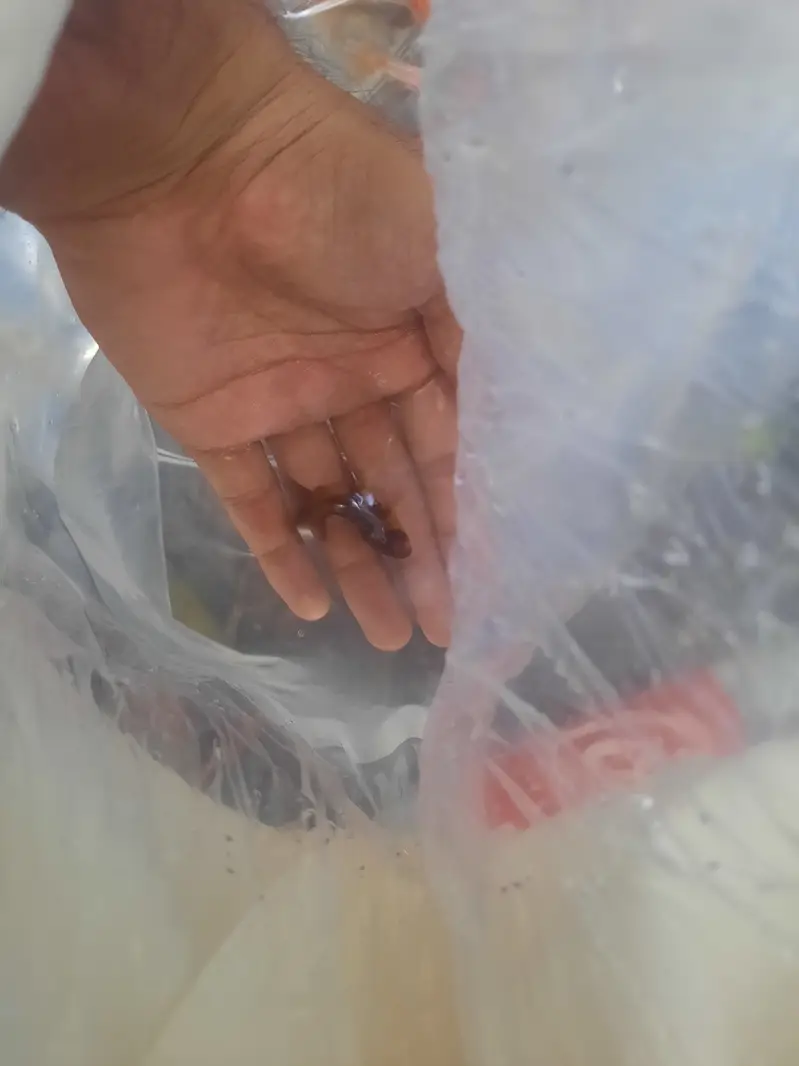 Fantail/ Double Tail Goldfish for sale — photo 5