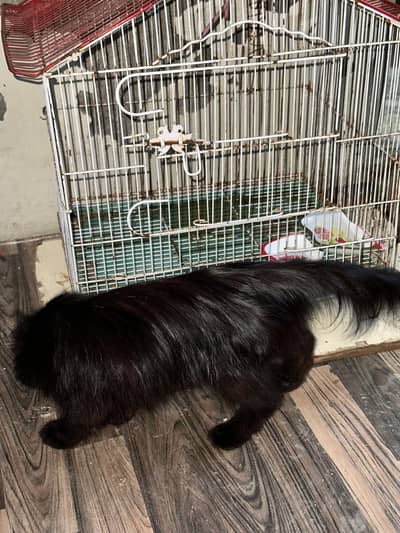 jet black Male