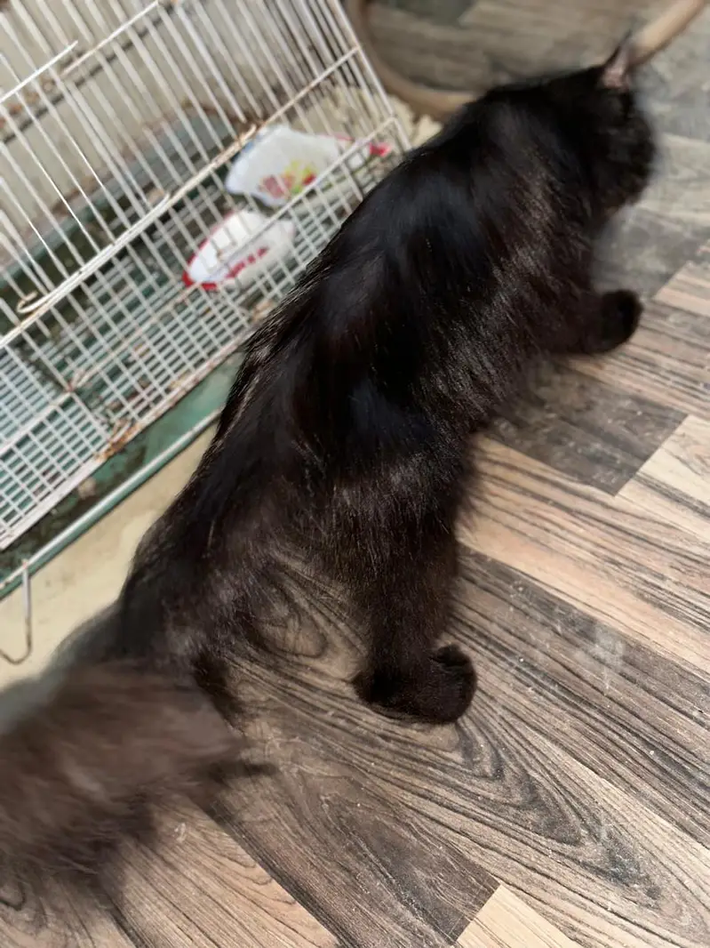 jet black Male — photo 2