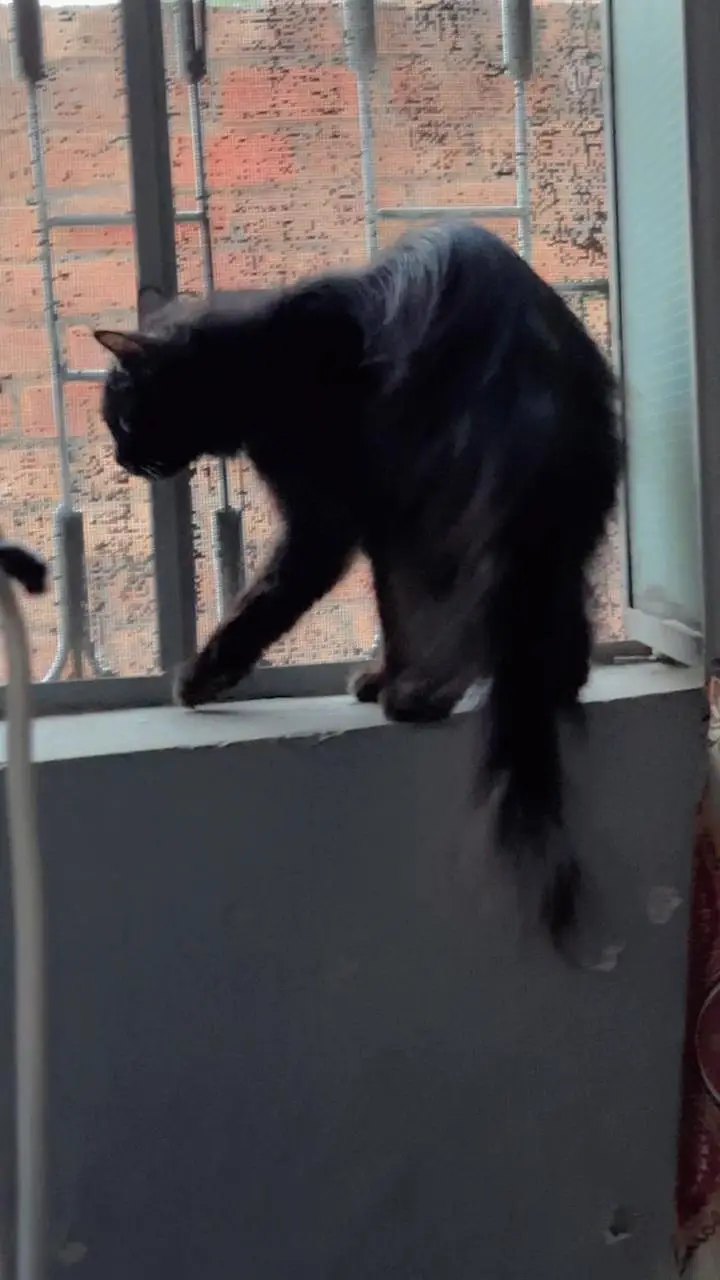 jet black Male — photo 3