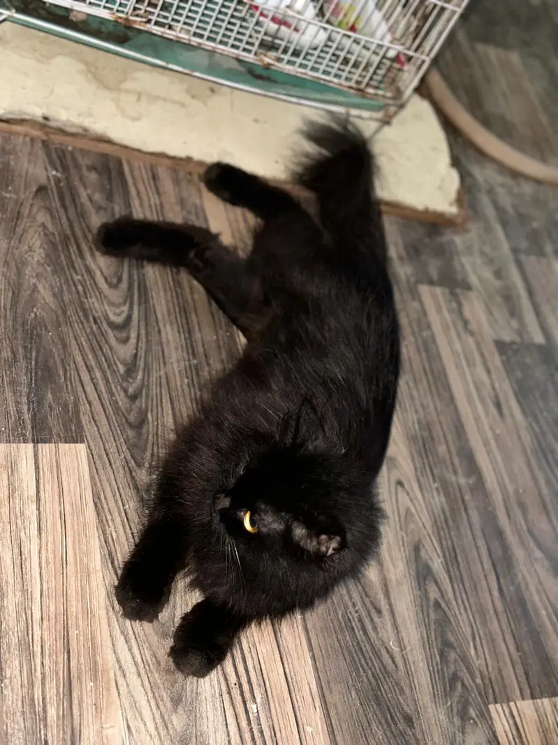 jet black Male — photo 4