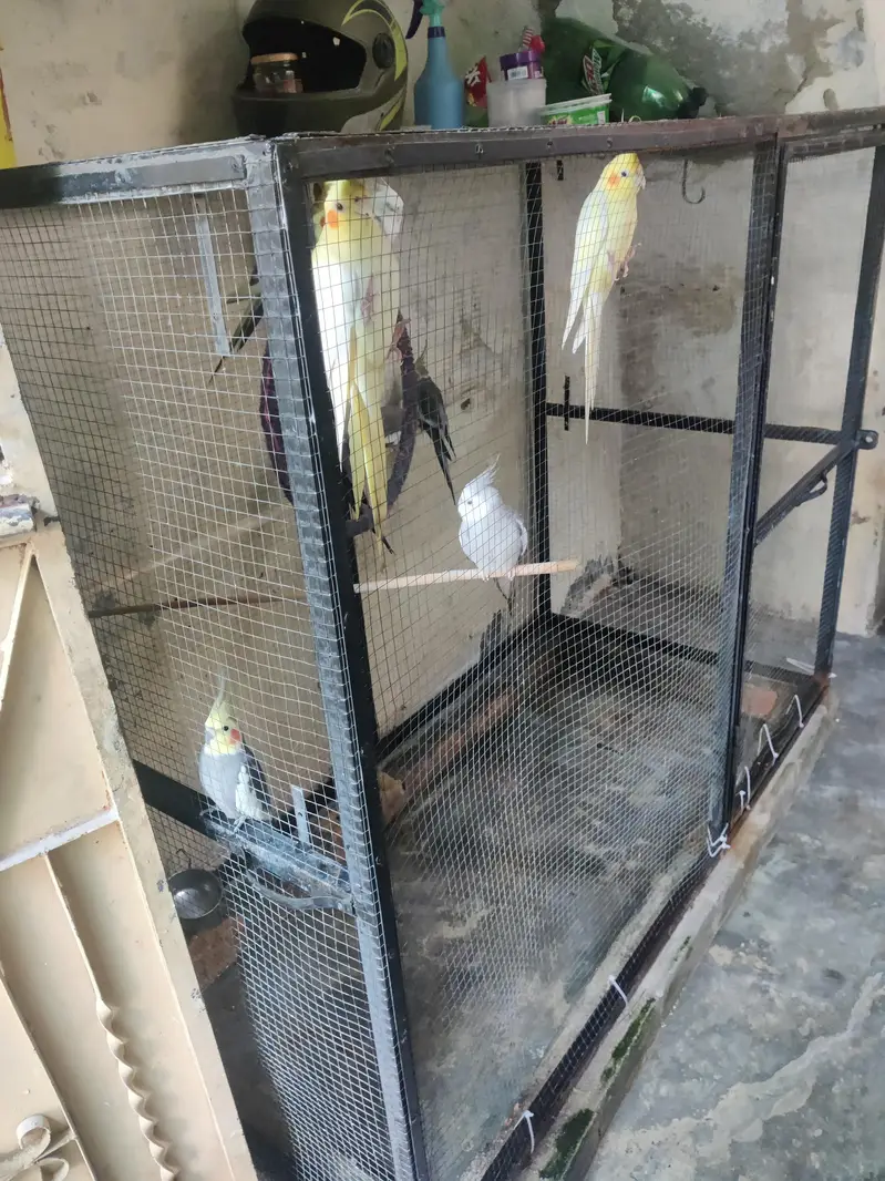birds cage for sale — photo 2