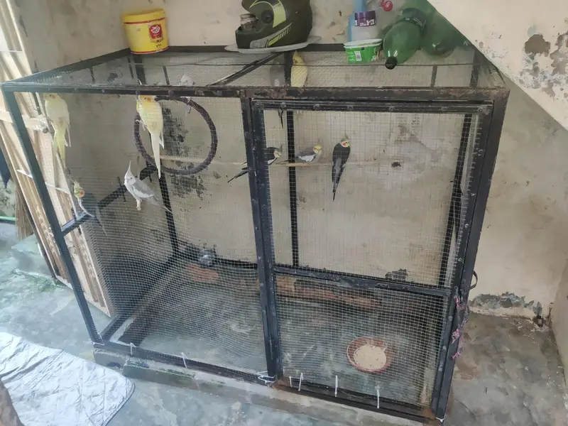 birds cage for sale — photo 3