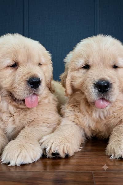 retriever puppies