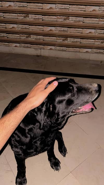 British labrador