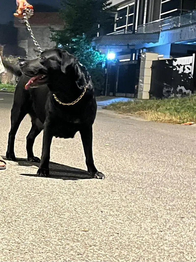 British labrador — photo 2