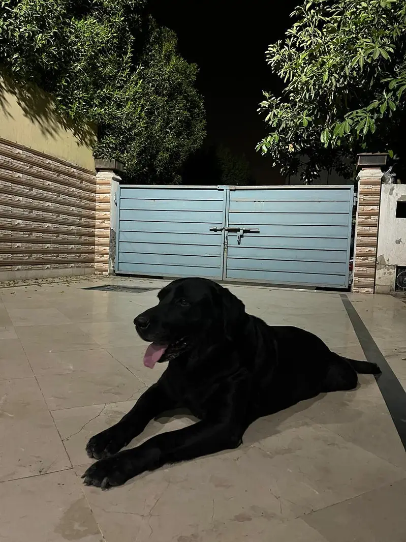 British labrador — photo 3
