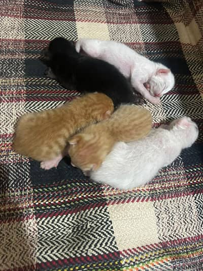 5 Cats For Sale
