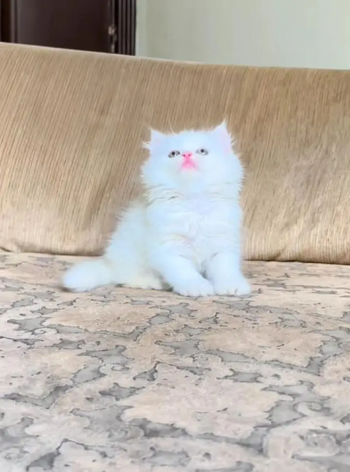Persian kitten triple cot. for. . sale my WhatsApp03490273783 — photo 3