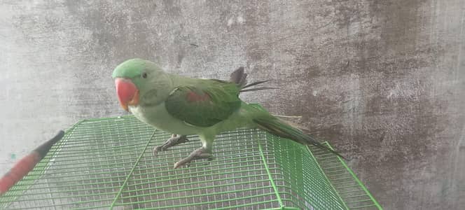 Alexander Raw kasmiri parrot