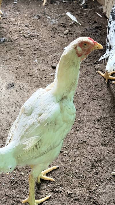 White Aseel hen with black pepper