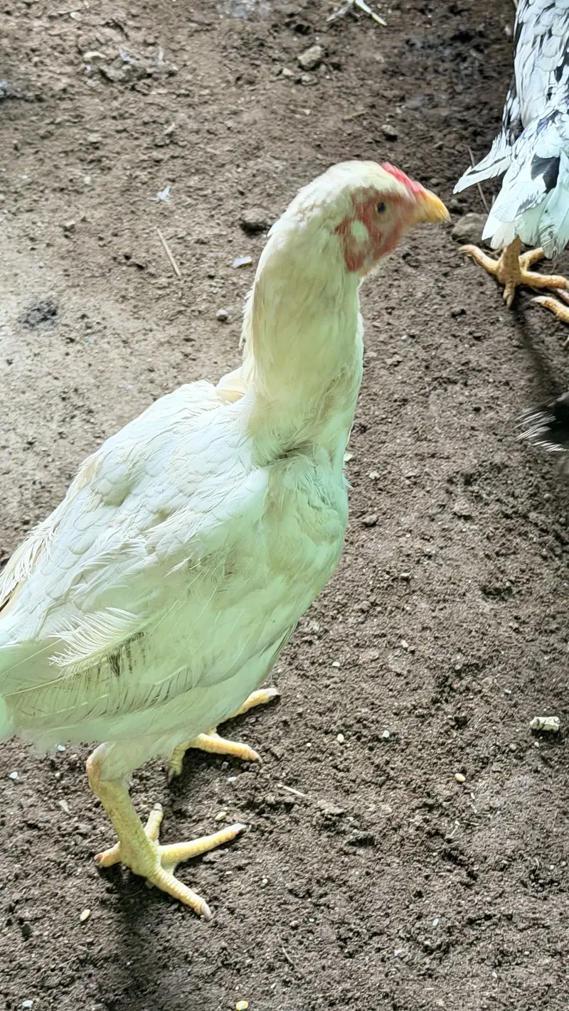 White Aseel hen with black pepper — photo 2
