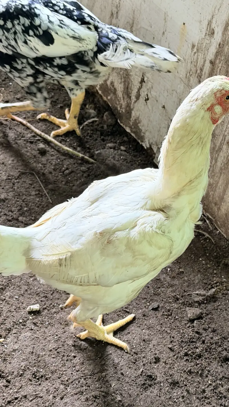 White Aseel hen with black pepper — photo 3