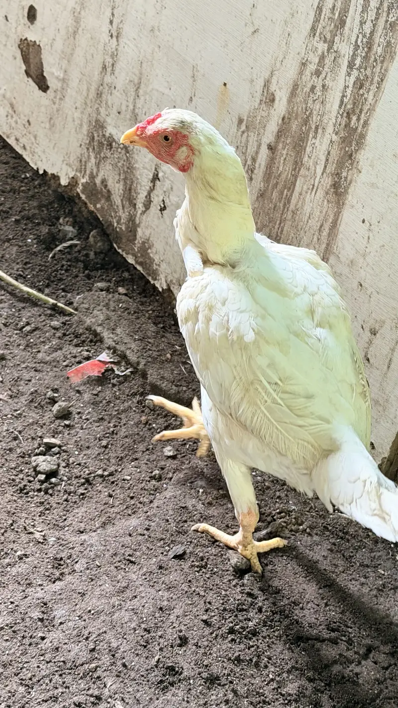 White Aseel hen with black pepper — photo 4