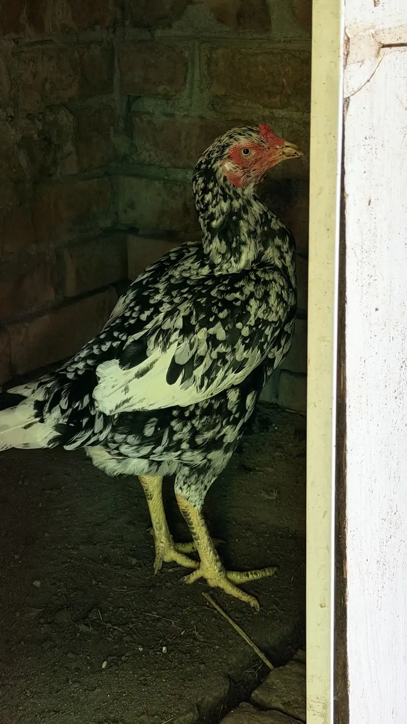 White Aseel hen with black pepper — photo 5