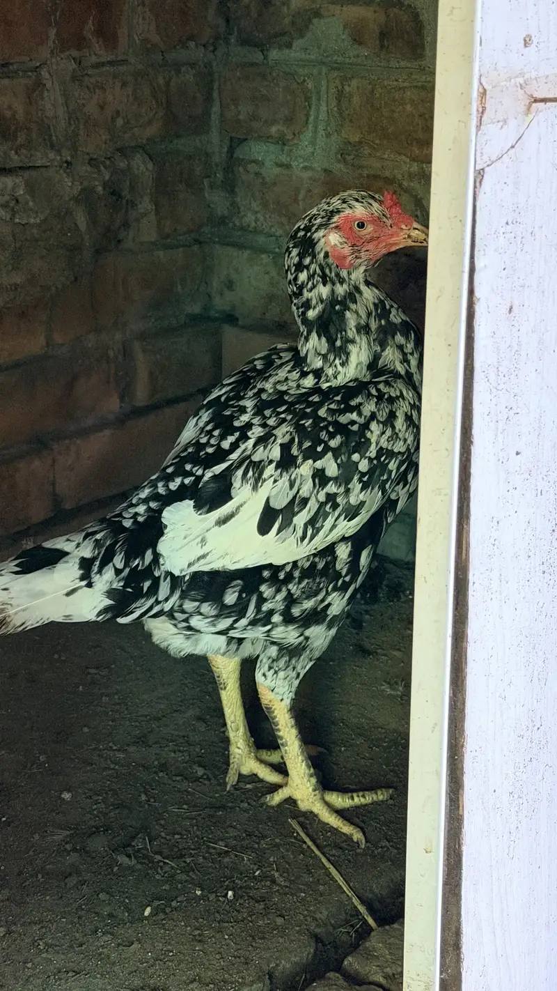 White Aseel hen with black pepper — photo 6