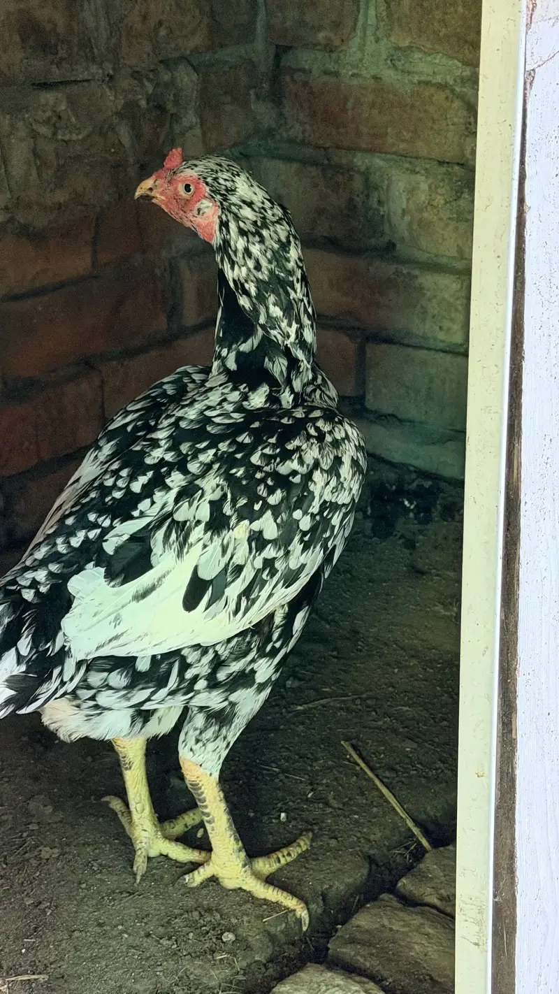 White Aseel hen with black pepper — photo 7