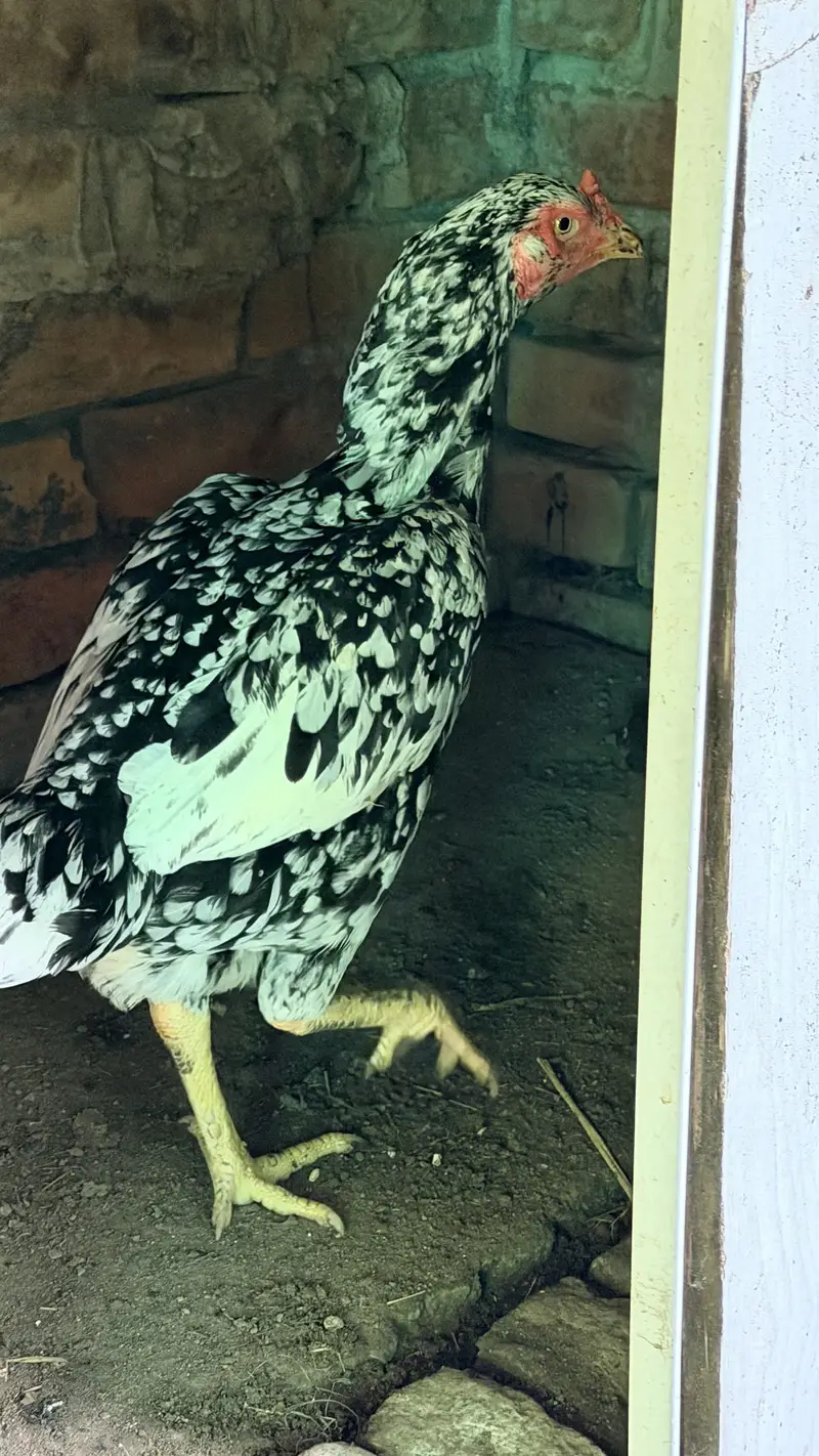 White Aseel hen with black pepper — photo 8