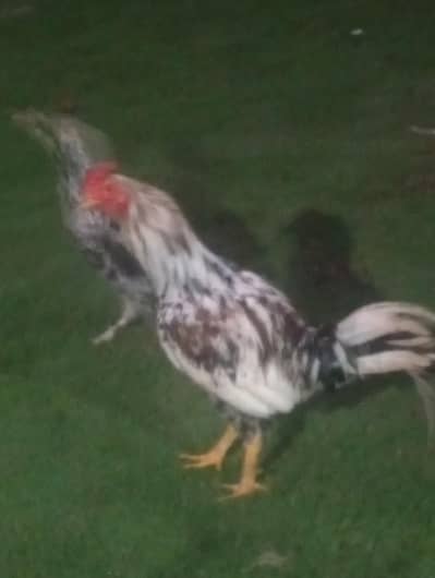 Heera Male for sale