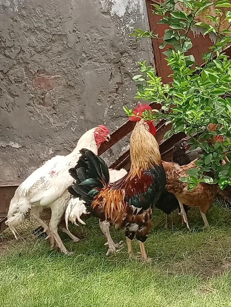 Heera Male for sale — photo 2