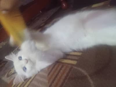 Persian cat