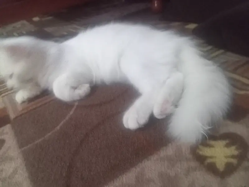 Persian cat — photo 2