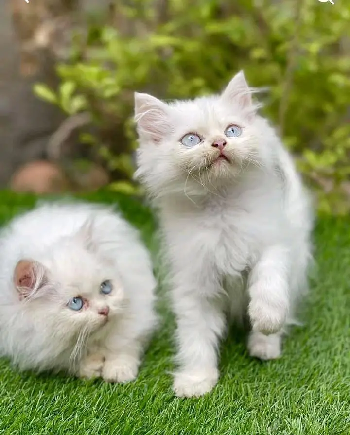 Persian kitten triple cot. for. . sale my WhatsApp03490273783 — photo 2