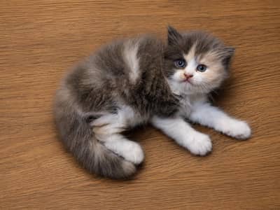 high quality person kitten for sale