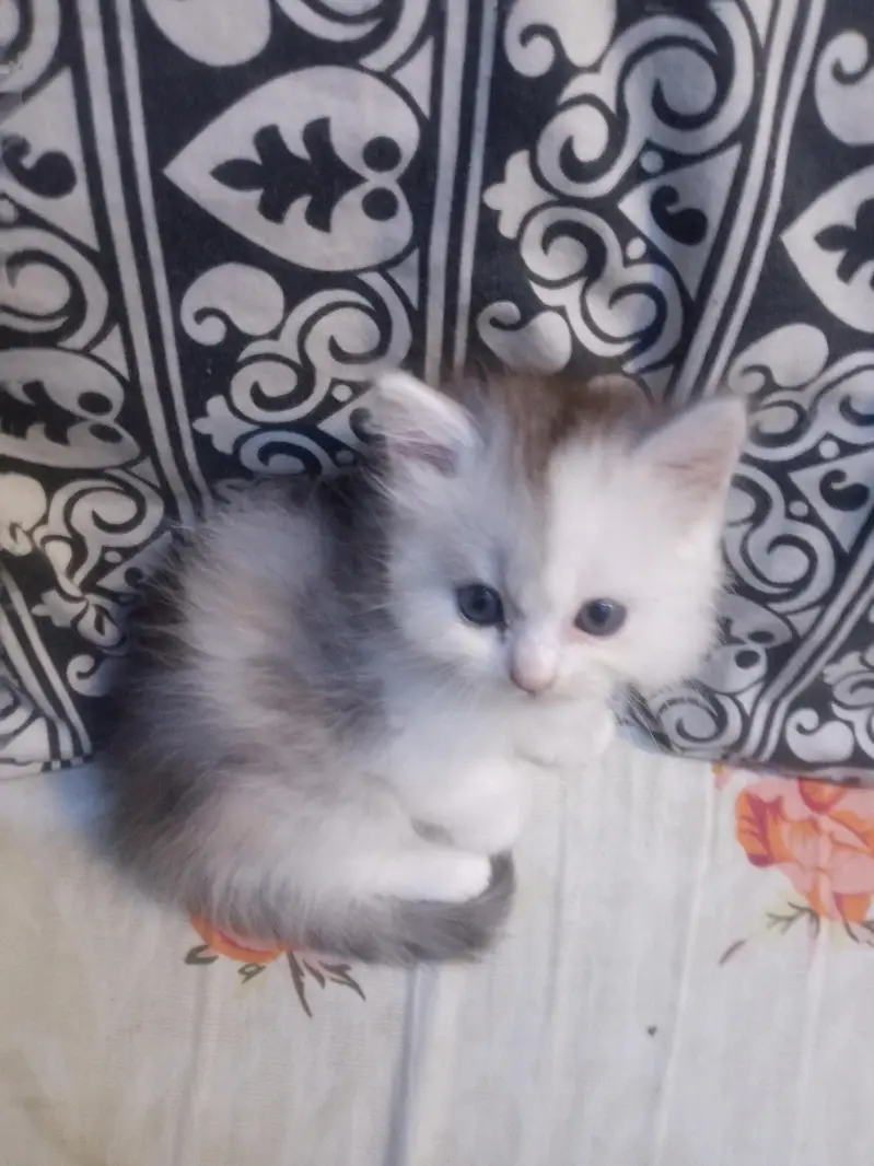 high quality person kitten for sale — photo 2