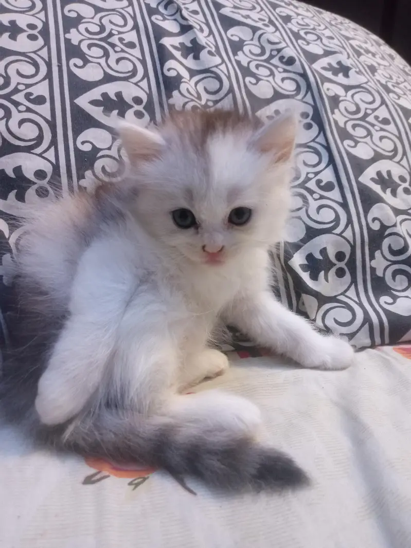 high quality person kitten for sale — photo 3