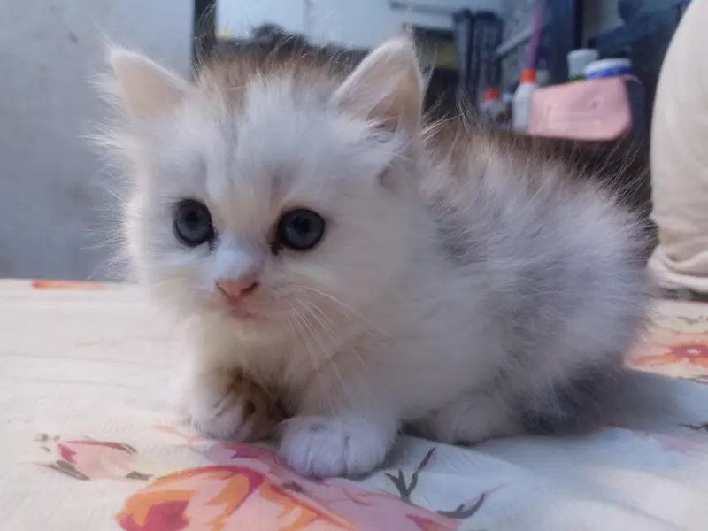 high quality person kitten for sale — photo 4