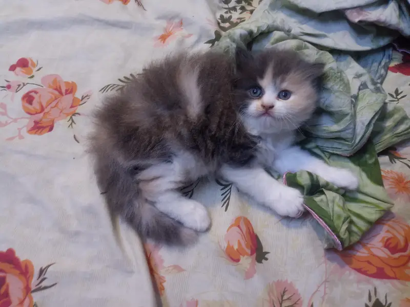 high quality person kitten for sale — photo 5