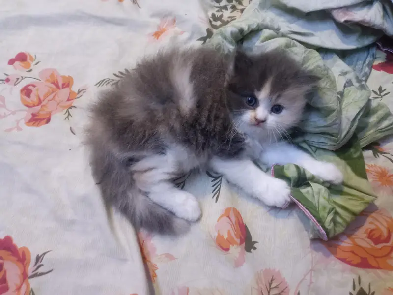 high quality person kitten for sale — photo 6