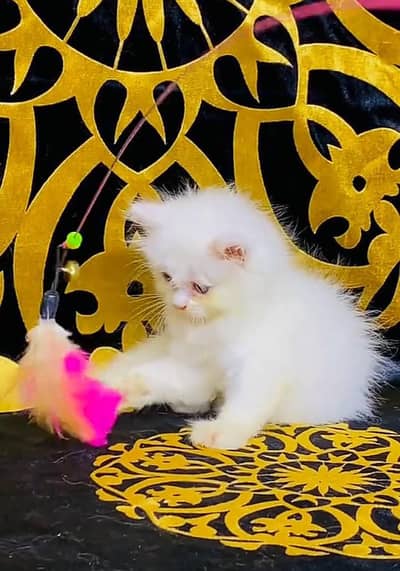 Persian kitten triple cot. for. . sale my WhatsApp03490273783