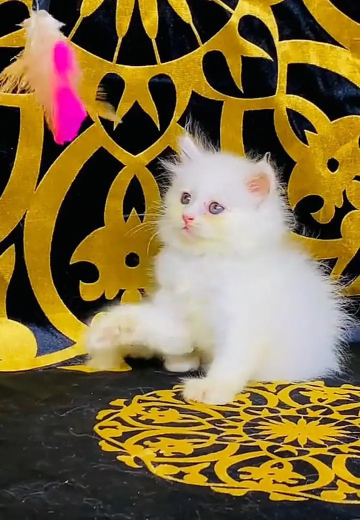 Persian kitten triple cot. for. . sale my WhatsApp03490273783 — photo 2