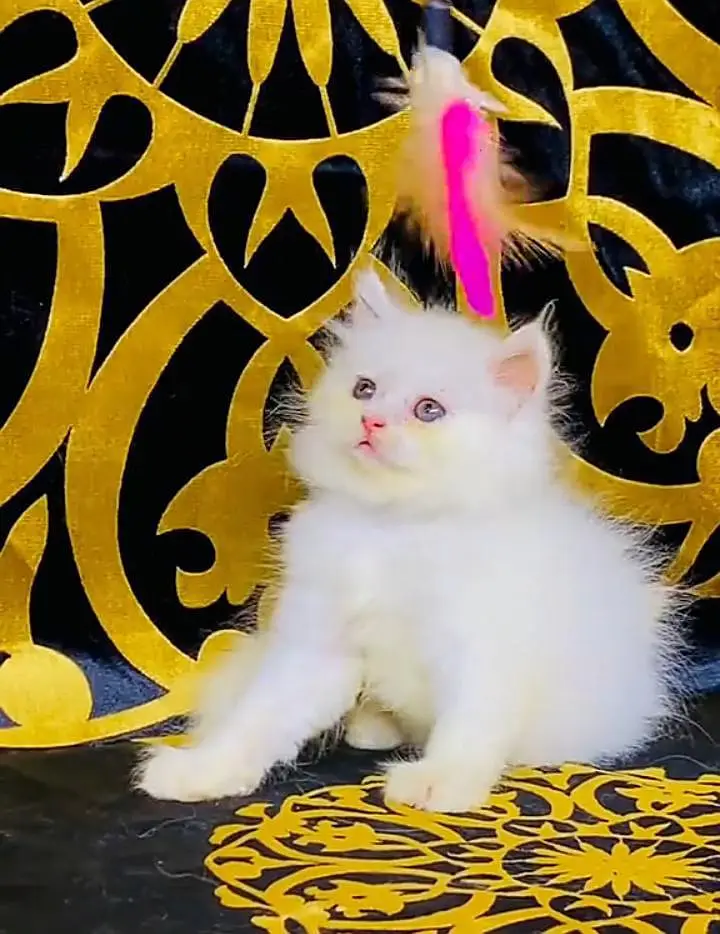 Persian kitten triple cot. for. . sale my WhatsApp03490273783 — photo 3