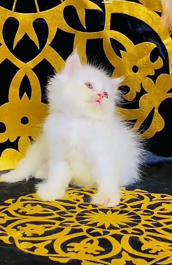 Persian kitten triple cot. for. . sale my WhatsApp03490273783 — photo 4