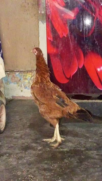 mianwali high quality breed Aseel