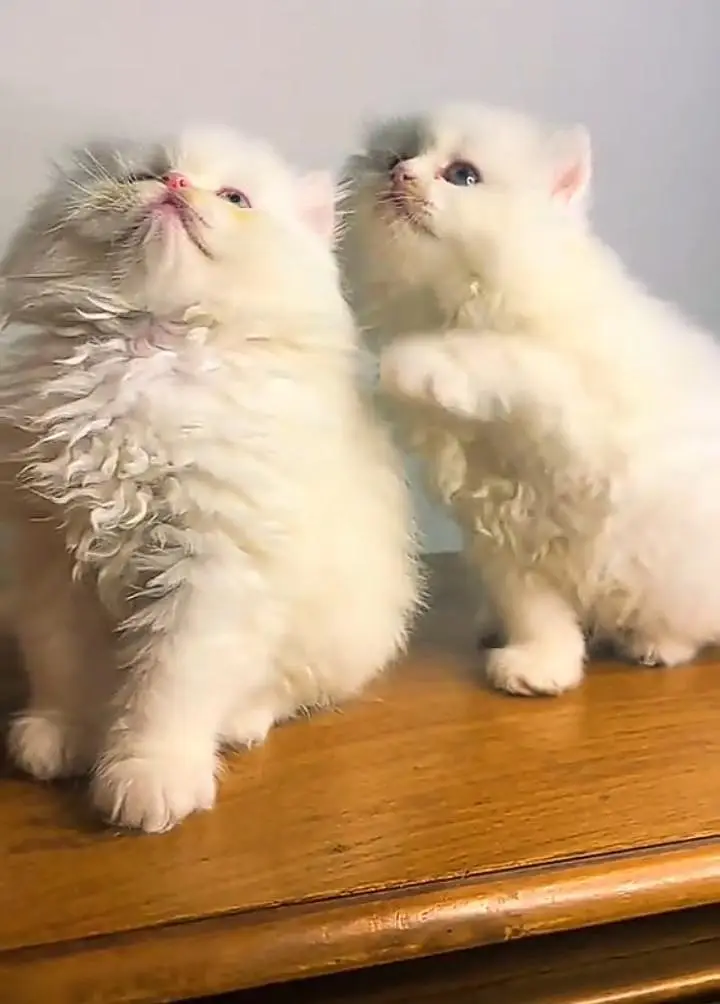 Persian kitten triple cot. for. . sale my WhatsApp03490273783 — photo 2