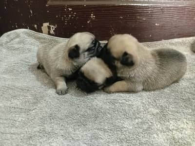 sell pug puppies