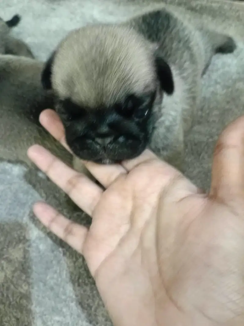 sell pug puppies — photo 2