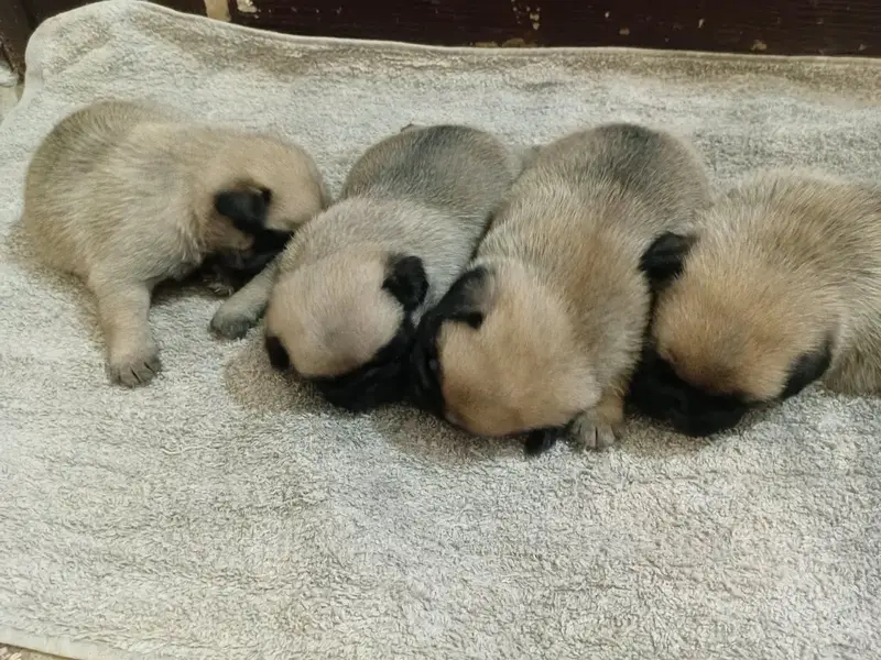sell pug puppies — photo 4