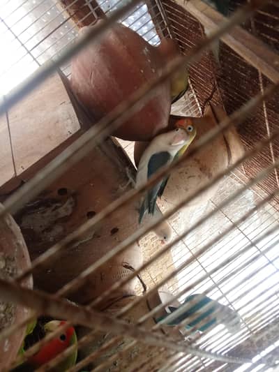 Love Bird