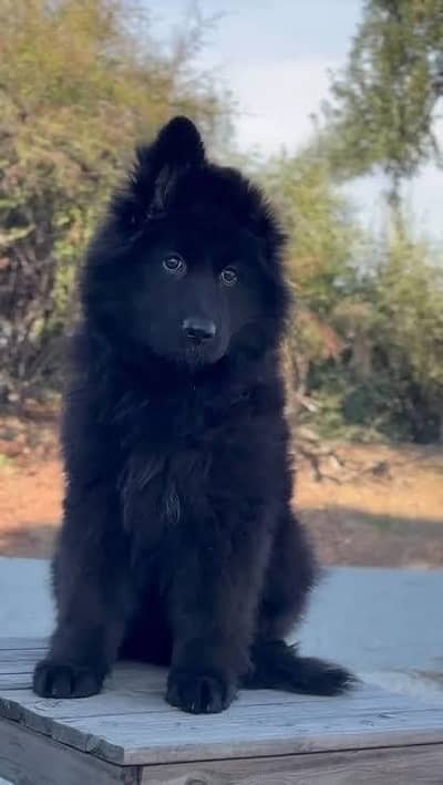long coat German shepherd puppies available black or black n tan