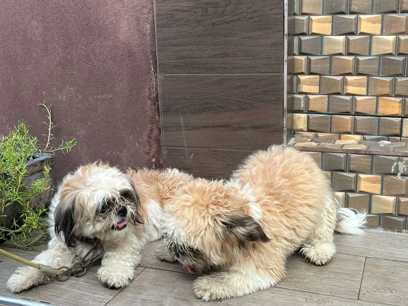 shitzu male puppy — photo 2