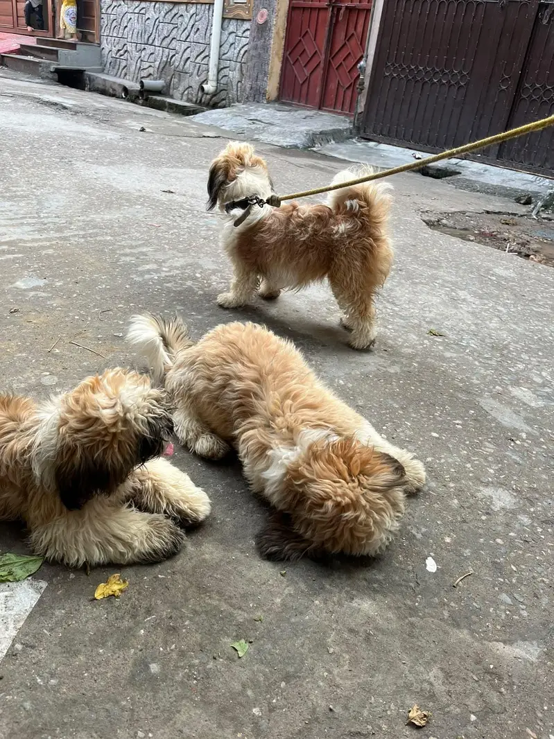 shitzu male puppy — photo 3