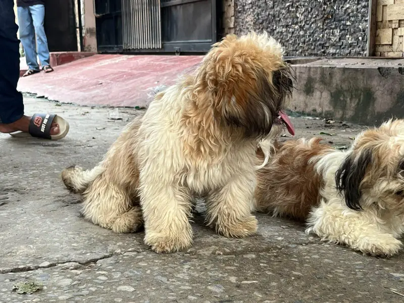 shitzu male puppy — photo 4